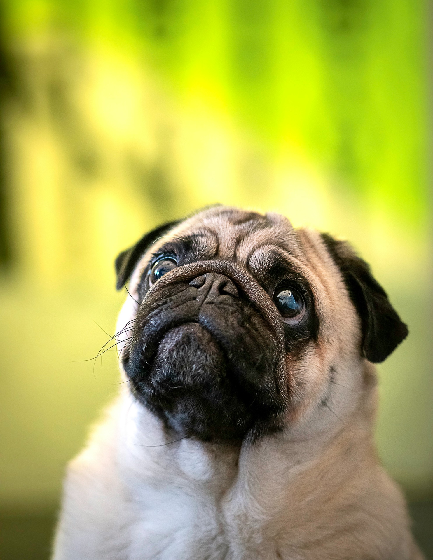 Pug portrait with soft green background